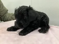 Gunner, a male Miniature Schnauzer for sale in Mount Vernon, IL – Photo 2 of 6