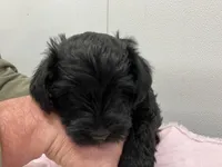 Gunner, a male Miniature Schnauzer for sale in Mount Vernon, IL – Photo 5 of 6