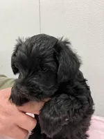 Gunner, a male Miniature Schnauzer for sale in Mount Vernon, IL – Photo 1 of 6
