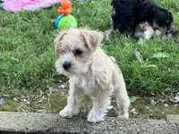 Zoey, a female Miniature Schnauzer for sale in Mount Vernon, IL – 2 of 9