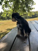 Susie, a female Miniature Schnauzer for sale in Mount Vernon, IL – 7 of 10
