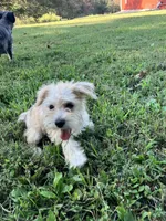 Zoey, a female Miniature Schnauzer for sale in Mount Vernon, IL – 10 of 10