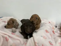Zippy, a female Miniature Dachshund for sale in Mount Vernon, IL – 4 of 10
