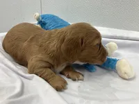 Red, a male Miniature Dachshund for sale in Mount Vernon, IL – Photo 5 of 6