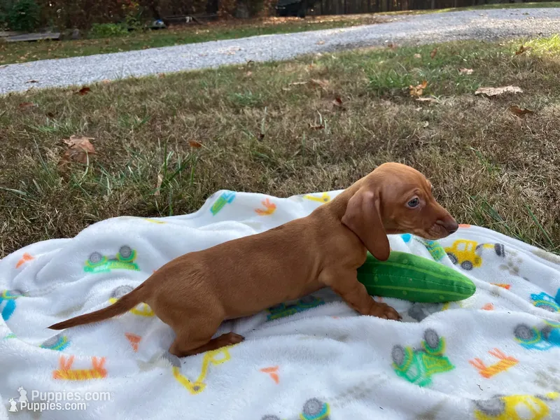 Red  – Miniature Dachshund puppy for sale in Mount Vernon, IL
