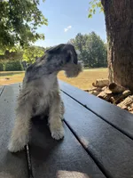 Jack, a female Miniature Schnauzer for sale in Mount Vernon, IL – 10 of 10