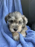 Jack, a male Miniature Schnauzer for sale in Mount Vernon, IL – 2 of 3