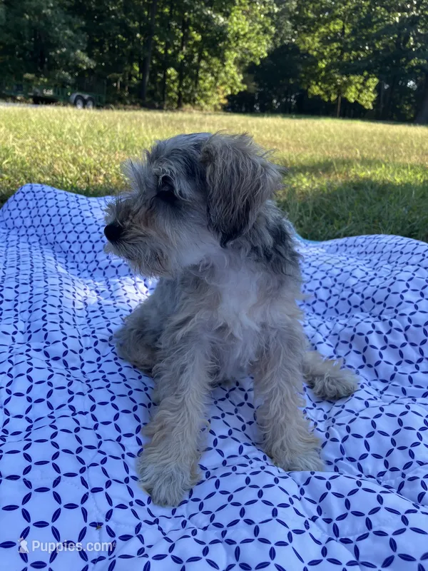 Jack  – Miniature Schnauzer puppy for sale in Mount Vernon, IL