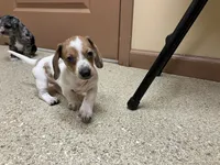 Zippy , a female Miniature Dachshund for sale in Mount Vernon, IL – 5 of 8