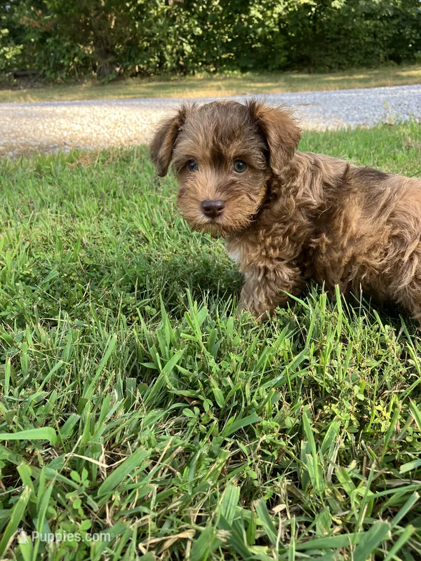 Red – Miniature Schnauzer puppy for sale in Mount Vernon, IL
