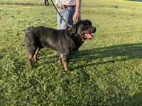 Bo, a male Rottweiler for sale in Mount Vernon, IL – Photo 2 of 2