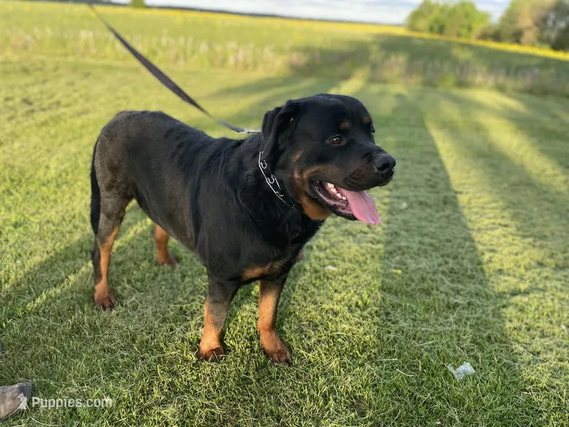 Bo – Rottweiler puppy for sale in Mount Vernon, IL