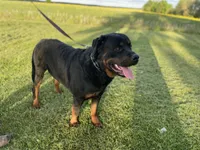 Bo, a male Rottweiler for sale in Mount Vernon, IL – Photo 1 of 2