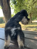Susie, a female Miniature Schnauzer for sale in Mount Vernon, IL – 10 of 10