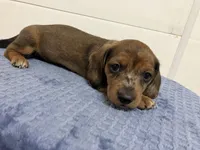 Franklin , a male Miniature Dachshund for sale in Mount Vernon, IL – 1 of 8