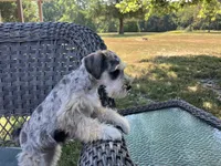 Jack, a female Miniature Schnauzer for sale in Mount Vernon, IL – 3 of 10