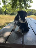 Susie, a female Miniature Schnauzer for sale in Mount Vernon, IL – 9 of 10