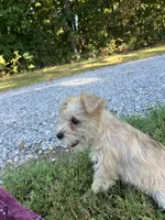 Zoey, a female Miniature Schnauzer for sale in Mount Vernon, IL – 2 of 10
