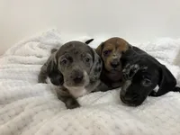 Ralph , a male Miniature Dachshund for sale in Mount Vernon, IL – 6 of 9