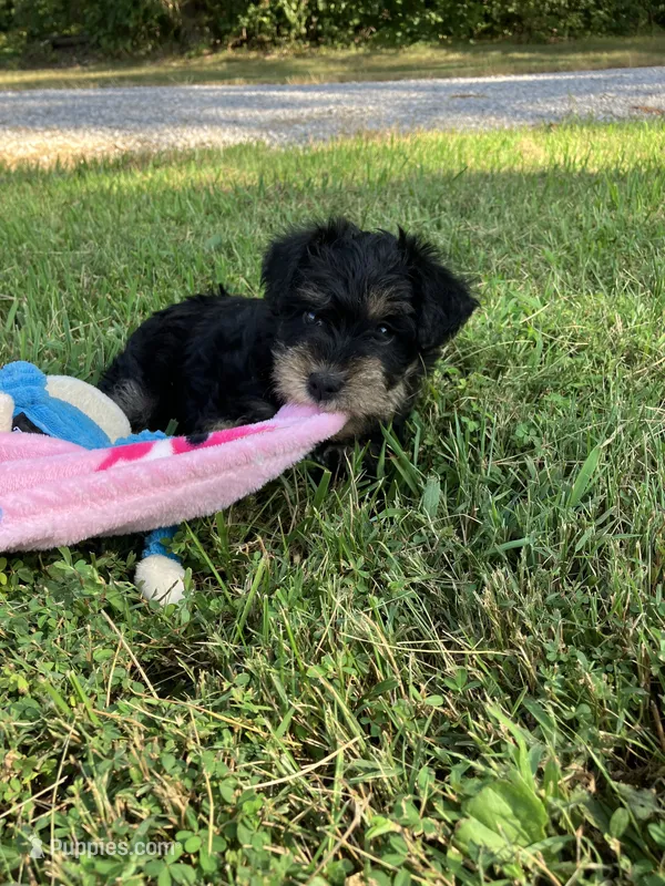 Susie  – Miniature Schnauzer puppy for sale in Mount Vernon, IL