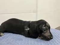 Remington, a male Miniature Dachshund for sale in Mount Vernon, IL – 2 of 3