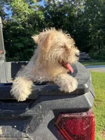 Zoey, a female Miniature Schnauzer for sale in Mount Vernon, IL – 3 of 10