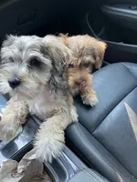 Jack , a female Miniature Schnauzer for sale in Mount Vernon, IL – 5 of 9
