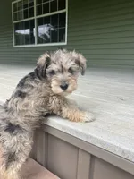 Jack , a female Miniature Schnauzer for sale in Mount Vernon, IL – 9 of 9