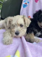 Zoey, a female Miniature Schnauzer for sale in Mount Vernon, IL – 5 of 6