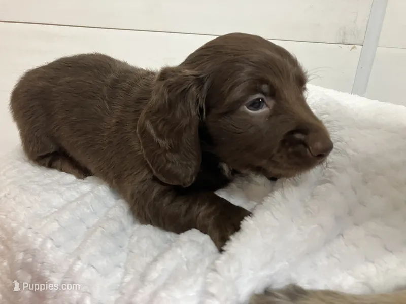 Fluffy – Miniature Dachshund puppy for sale in Mount Vernon, IL