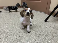 Zippy , a female Miniature Dachshund for sale in Mount Vernon, IL – 6 of 8