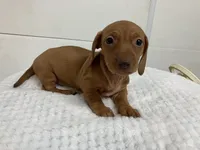 Red , a female Miniature Dachshund for sale in Mount Vernon, IL – 4 of 6