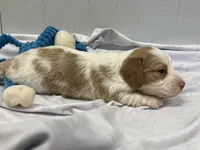 Ralph, a male Miniature Dachshund for sale in Mount Vernon, IL – Photo 7 of 9