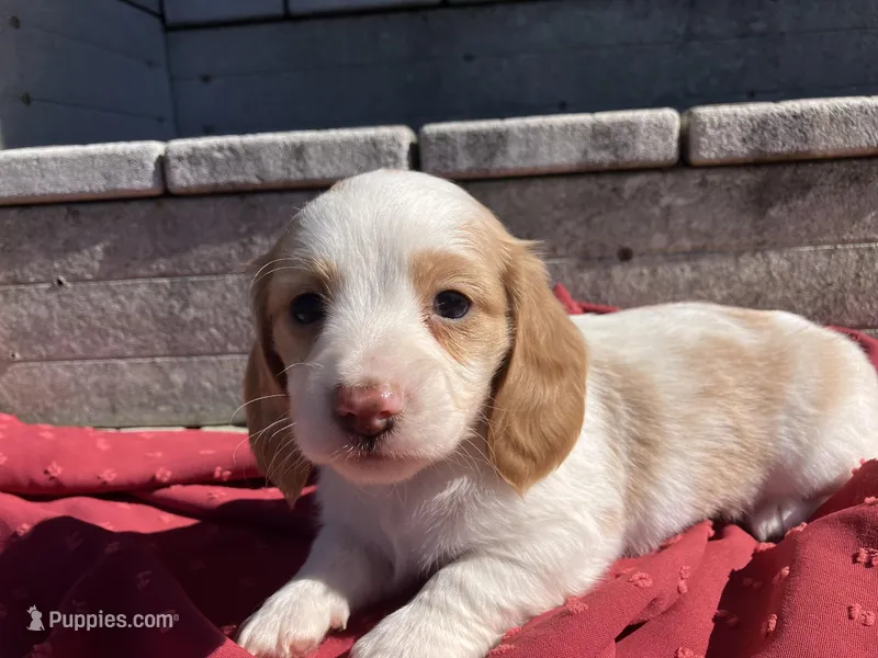 Ralph – Miniature Dachshund puppy for sale in Mount Vernon, IL