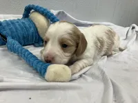 Ralph, a male Miniature Dachshund for sale in Mount Vernon, IL – Photo 5 of 9