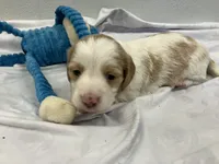 Ralph, a male Miniature Dachshund for sale in Mount Vernon, IL – Photo 1 of 9