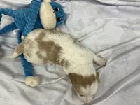 Ralph, a male Miniature Dachshund for sale in Mount Vernon, IL – Photo 8 of 9