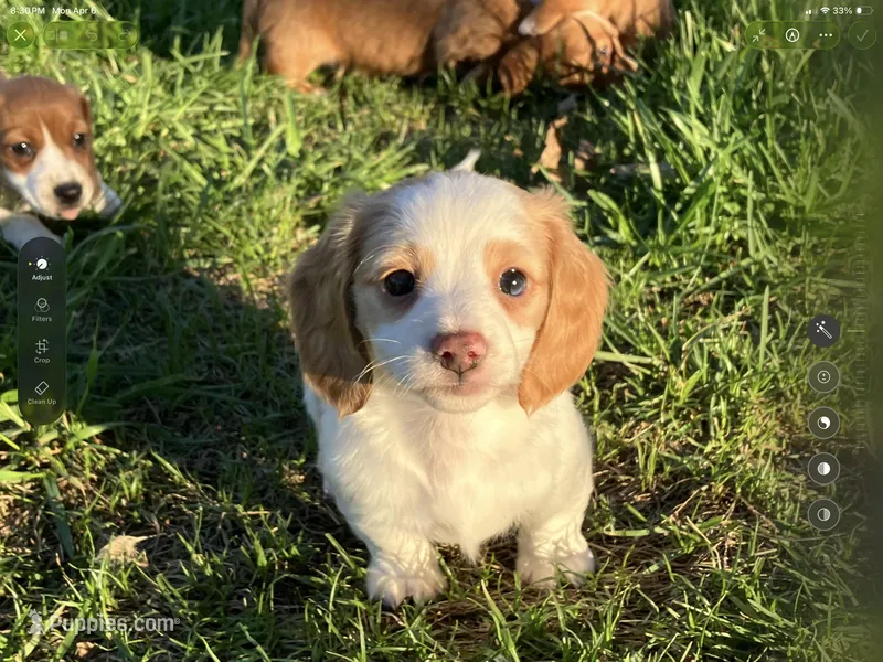 Ralph – Miniature Dachshund puppy for sale in Mount Vernon, IL