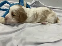 Ralph, a male Miniature Dachshund for sale in Mount Vernon, IL – Photo 4 of 9