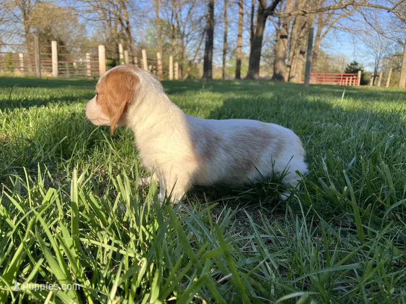 Ralph – Miniature Dachshund puppy for sale in Mount Vernon, IL