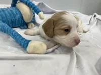 Ralph, a male Miniature Dachshund for sale in Mount Vernon, IL – Photo 2 of 9