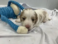 Ralph, a male Miniature Dachshund for sale in Mount Vernon, IL – Photo 6 of 9