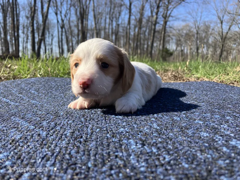 Ralph – Miniature Dachshund puppy for sale in Mount Vernon, IL