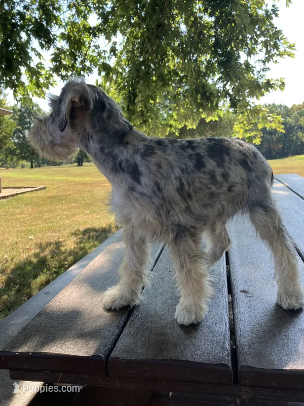 Jack – Miniature Schnauzer puppy for sale in Mount Vernon, IL