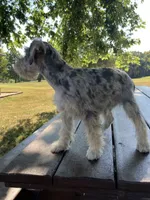 Jack, a female Miniature Schnauzer for sale in Mount Vernon, IL – 1 of 10