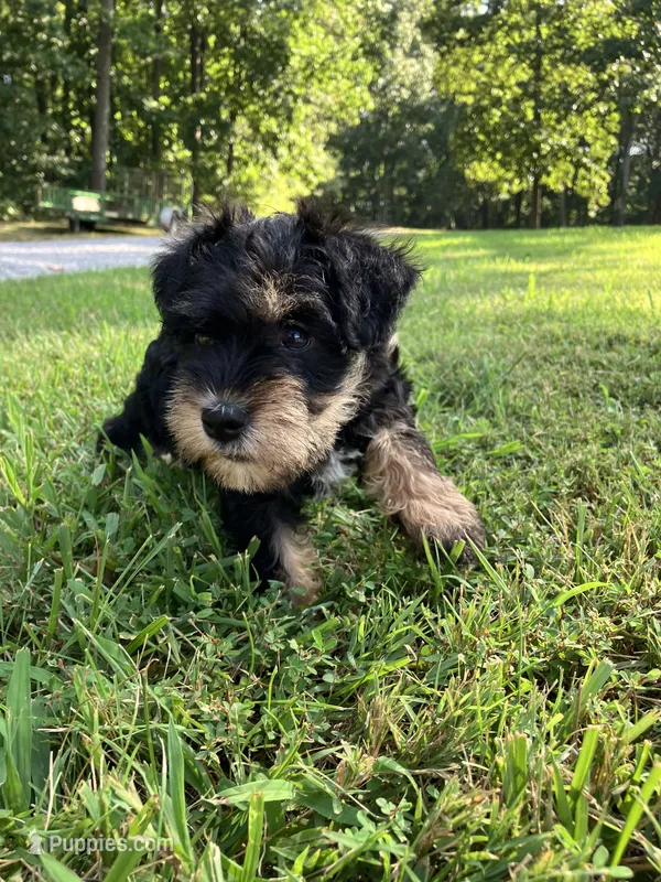 Susie  – Miniature Schnauzer puppy for sale in Mount Vernon, IL