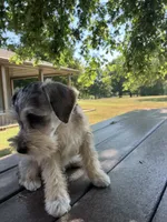 Jack, a female Miniature Schnauzer for sale in Mount Vernon, IL – 7 of 10