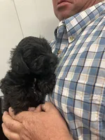 Gunner, a male Miniature Schnauzer for sale in Mount Vernon, IL – Photo 6 of 6