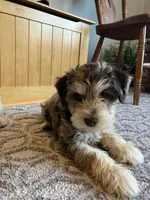 Hank.  , a male Miniature Schnauzer for sale in Mount Vernon, IL – Photo 2 of 8
