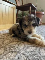 Hank.  , a male Miniature Schnauzer for sale in Mount Vernon, IL – Photo 8 of 8